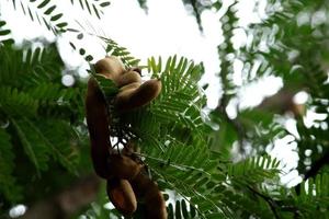 The Tamarind Fruits. photo