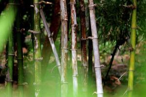 The Bamboo Stem. photo