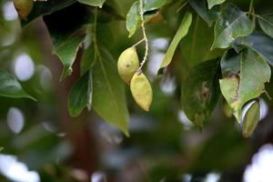 el salvaje nueces. foto