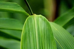 Close-up view of the wild plant leaf. photo