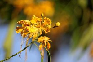 The Yellow Peacock Flowers. photo