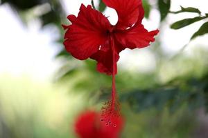 The Hibiscus Flower. photo