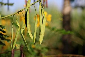 el caesalpinia pulcherrima vainas foto