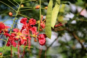 el caesalpinia pulcherrima vainas y flores foto