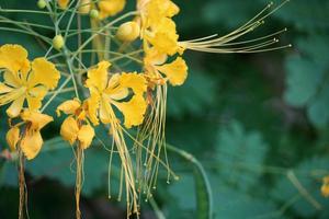 The Yellow Peacock Flowers. photo