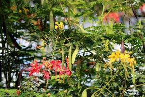 The Peacock Flowers. photo