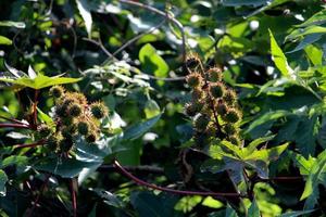 The Ricinus Nuts. photo