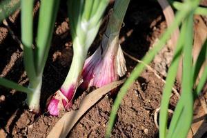 The Onion Stem. photo