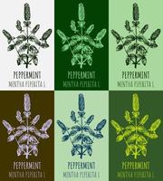 Set of vector drawings of peppermint in different colors. Hand drawn illustration. Latin name MENTHA PIPERITA L.