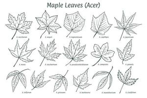 Maple leaves of different types. Sketch drawn by hand, ink pencil. Names in Latin. Acer. Isolated on white background. Vector. vector