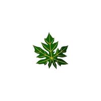 A green leaf with the word maple on it vector