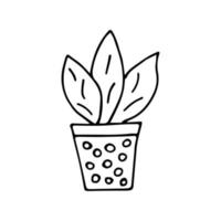 Potted plant, flower with large leaves aloe vector