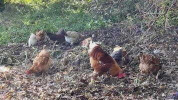 polli e Gallo sciame nel cibo rifiuto su un' estate soleggiato giorno. video