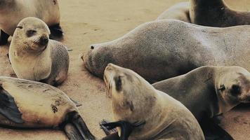 kolonie van zegels in de kaap kruis natuur reserveren in Namibië video