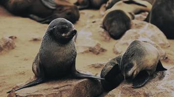 kolonie van zegels in de kaap kruis natuur reserveren in Namibië video