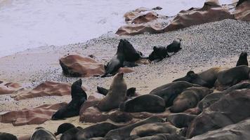 colonia de focas en el capa cruzar naturaleza reserva en Namibia video