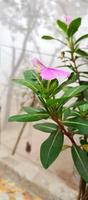 Catharanthus roseus dara flower with morning dew droplets photo