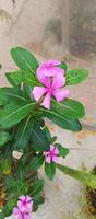 Catharanthus roseus dara flower with morning dew droplets photo