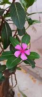 Catharanthus roseus dara flower with morning dew droplets photo