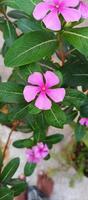 Catharanthus roseus dara flower with morning dew droplets photo