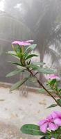 catharanthus Roseus Dara flor con Mañana Rocío gotas foto