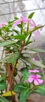 Catharanthus roseus dara flower with morning dew droplets photo