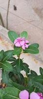 catharanthus Roseus Dara flor con Mañana Rocío gotas foto