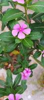 catharanthus Roseus Dara flor con Mañana Rocío gotas foto