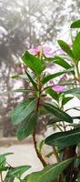 catharanthus Roseus Dara flor con Mañana Rocío gotas foto