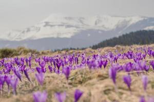 púrpura salvaje flores prado paisaje foto