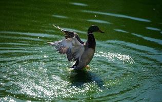 pato real Pato nada en un estanque y solapas sus alas, primavera día foto