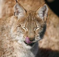 Portrait of a lynx sitting on the street, tongue sticking out, sunny day photo