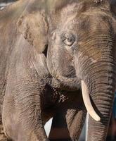 Portrait of an adult Asian elephant with white tusks photo