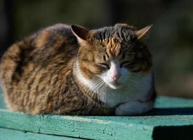 An adult street cat is relaxing in nature on a sunny day photo