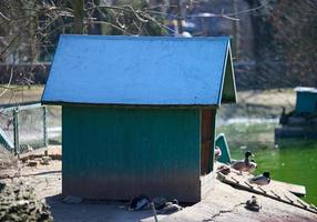 Wooden duck and goose house on the lake, spring day. photo