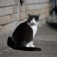 Adult black cat is resting in nature photo