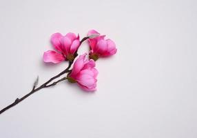 Branch with pink magnolia flowers on a white background, top view photo