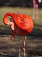 A pink flamingo cleans its feathers on a spring day photo