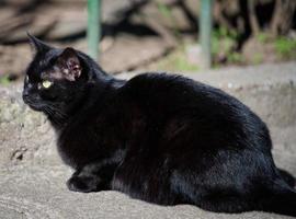 adulto negro gato es descansando en naturaleza foto