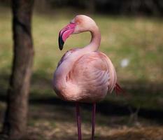 Pink flamingo stands in nature, wild bird photo