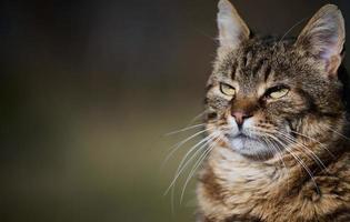 An adult street cat is relaxing in nature on a sunny day photo