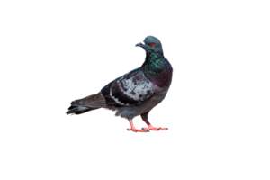 Full body of standing pigeon bird isolate on transparent background, PNG file