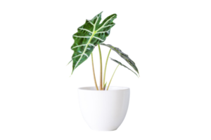 alocasia sanderiana stier of alocasia fabriek in wit keramisch pot Aan transparant achtergrond. alocasia sanderiana stier met groot groen bladeren lucht luchtreiniger fabriek binnen, leven kamer, PNG het dossier