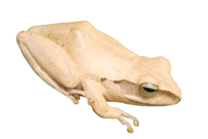 white frog isolated on transparent background, PNG File