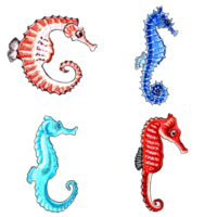 Set of brown, blue, red and aqua color seahorses.  PNG illustration marine animals.