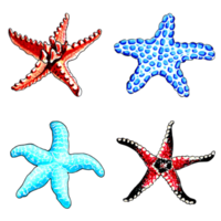 Set of brown, blue, red and aqua color starfishes. PNG illustration marine animals.