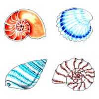 Set of  brown, blue, red and aqua color seashells.  PNG illustration marine animals.