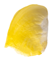 vers durian geïsoleerd png