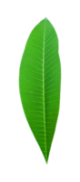 frangipani folha isolado png