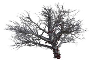 Spooky tree isolated, 3d render png